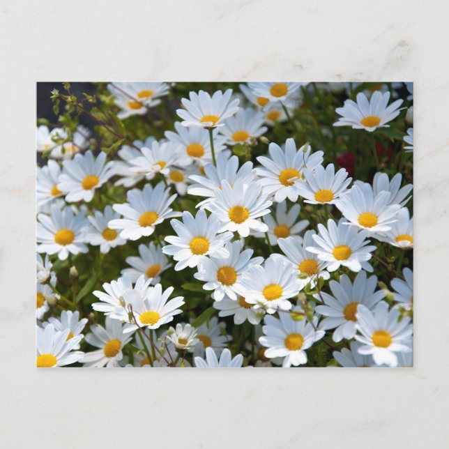 Carte Postale Briefkaart "veld vol madeliefjes" (Devant)