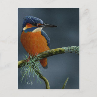 Carte Postale Bright Kingfisher cadeaux