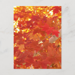 Carte Postale Bright Maple Feuilles