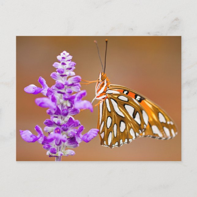 Carte Postale Bright Orange Gulf Fritillary Butterfly (Devant)