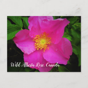 Carte Postale Bright Pink Wild Alberta Rose Canada Texte personn