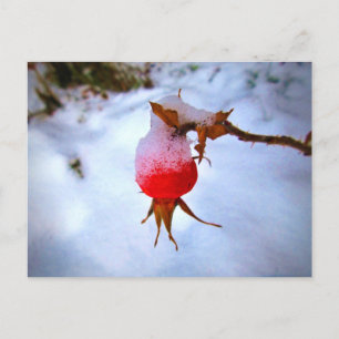 Carte Postale Bright Red Rosehip
