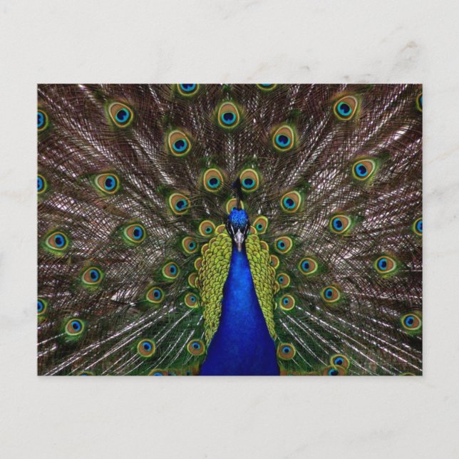 Carte Postale Bright regal paon photo (Devant)