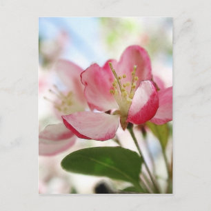 Carte Postale Bright Spring Apple Blossings