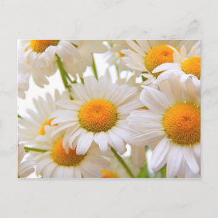 Carte Postale Bright Summer Daisies Fleurs