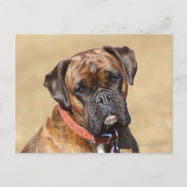 Carte Postale Brindle Boxer Chien (Devant)