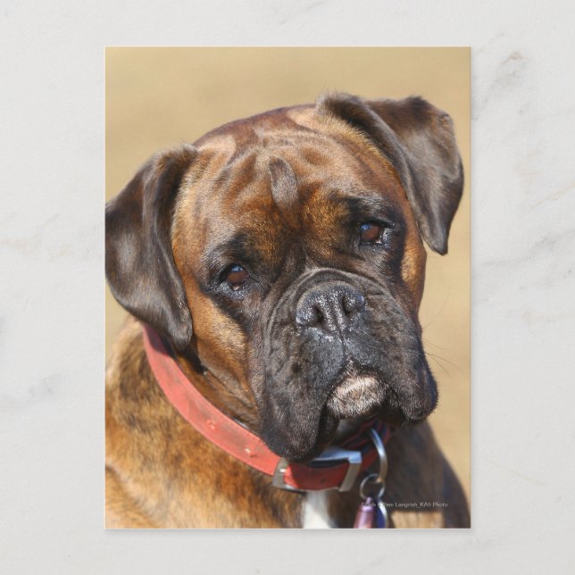 Carte Postale Brindle Boxer Chien (Devant)