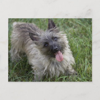 Carte postale Brindle Cairn Terrier