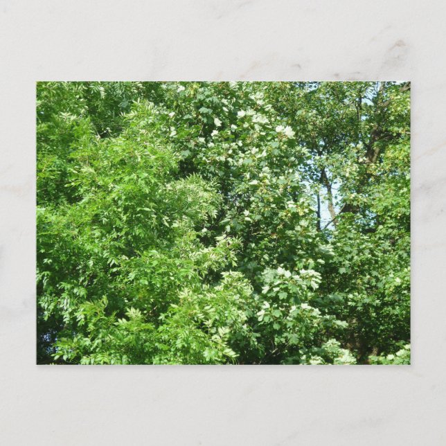 Carte Postale Brise d'été (Devant)