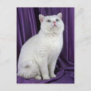 Carte Postale British Shorthair, blanc