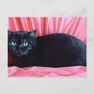 Carte Postale British Shorthair, fumée noire