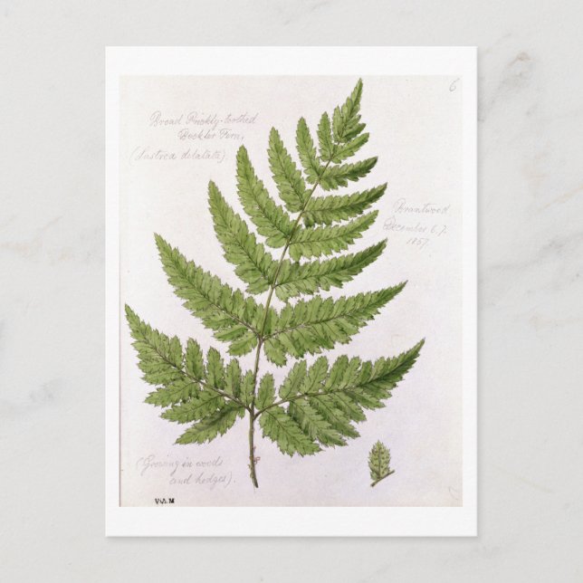 Carte Postale Broad Prickly-toothed Buckler Fern, peint à Bra (Devant)