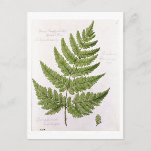 Carte Postale Broad Prickly-toothed Buckler Fern, peint à Bra