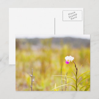 Carte Postale Brochure Tropical Wild Orchid, Hawaii