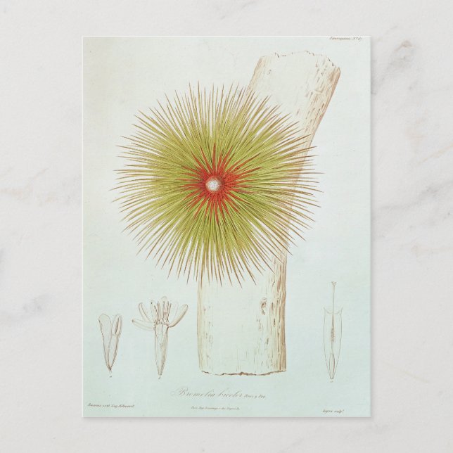 Carte Postale Bromelia dans les Andes (Devant)