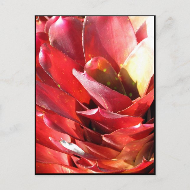 Carte Postale Bromeliad (Devant)