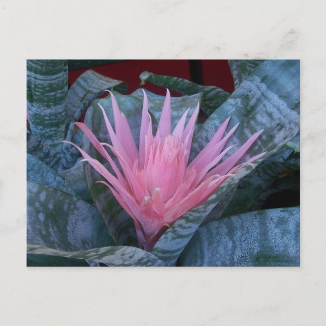 Carte postale Bromeliad (Devant)