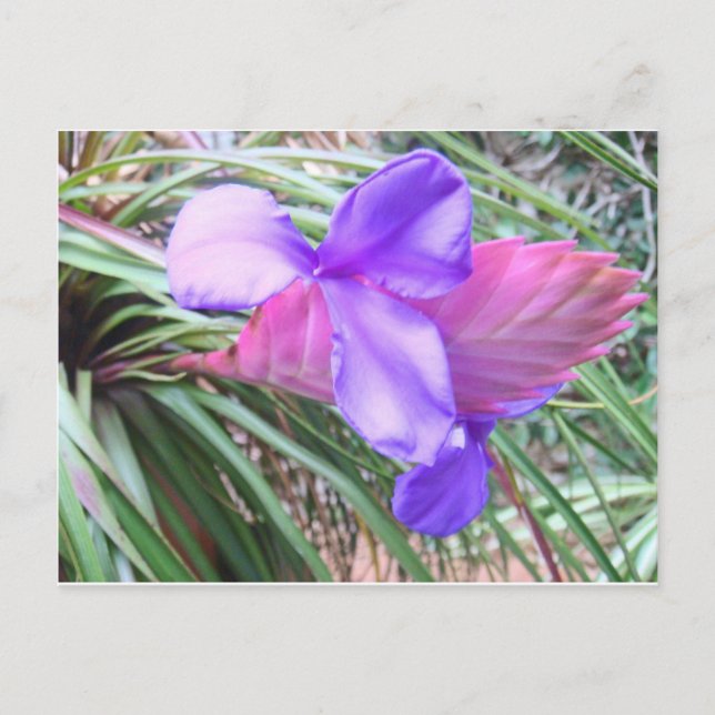 Carte Postale Broméliade du Costa Rica (Devant)