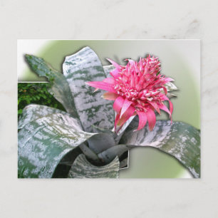 Carte Postale Broméliade rose