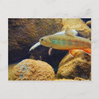 Carte Postale Brook Trout