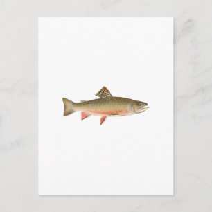 Carte Postale Brook Truite Art