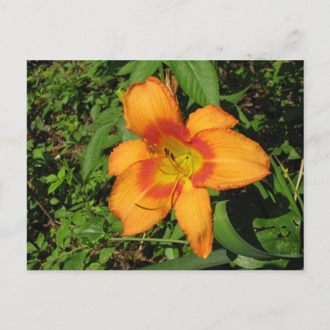 Carte Postale Brosse orange (Devant)