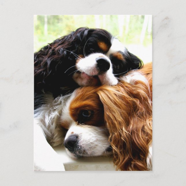 Carte Postale Brothers Cavaliers (Devant)