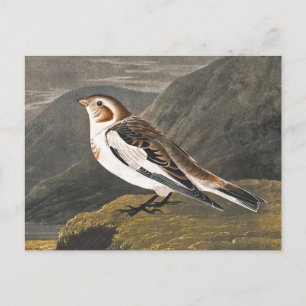 Carte Postale Brouillard de neige par John James Audubon, Oiseau
