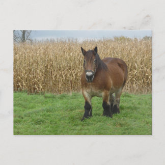 Carte Postale Brouillon belge Horse devant un champ de maïs