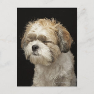 Carte Postale Brown and White Shih Tzu with eyes closed