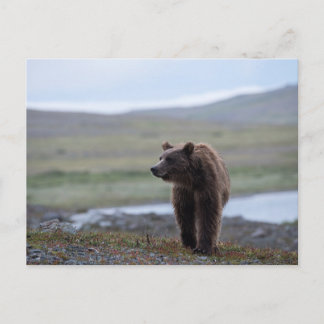 Carte Postale Brown Bear at the Katmai Preserve