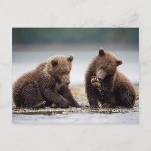 Carte Postale Brown Bear Cubs by the Stream