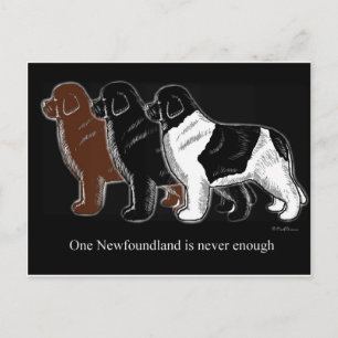 Carte Postale Brown Black and Landseer Terre-Neuve articles