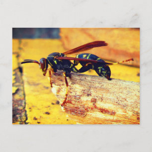 Carte Postale Brown Black Jellow Papier Nord Élevage