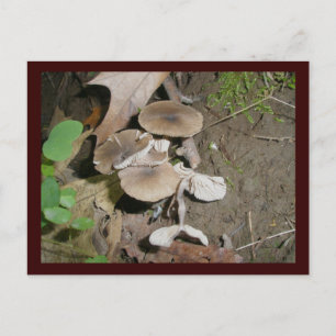 Carte postale Brown Bunch Champignons
