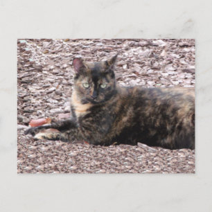 Carte postale Brown Cat Photo