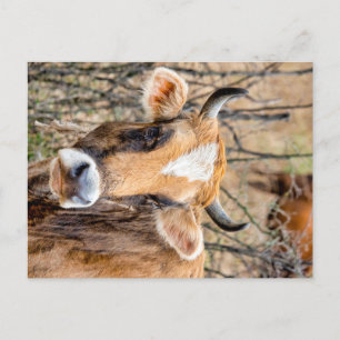 Carte Postale Brown Caucasian cow