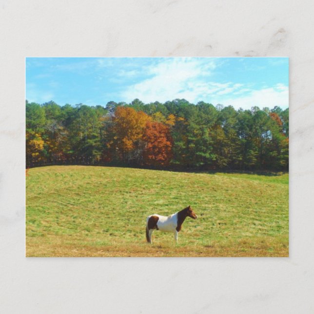 Carte Postale Brown & cheval blanc, arbres d'automne, ciel bleu (Devant)