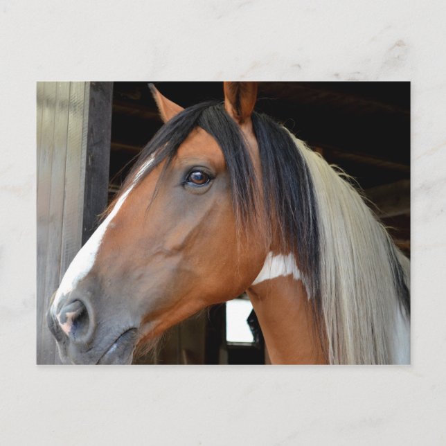 Carte Postale Brown Cheval Blanc Noir Blanc Mane (Devant)
