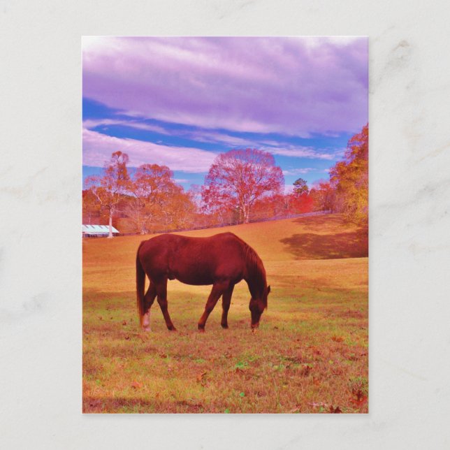 Carte Postale > Brown dans un champ de couleur onirique (Devant)