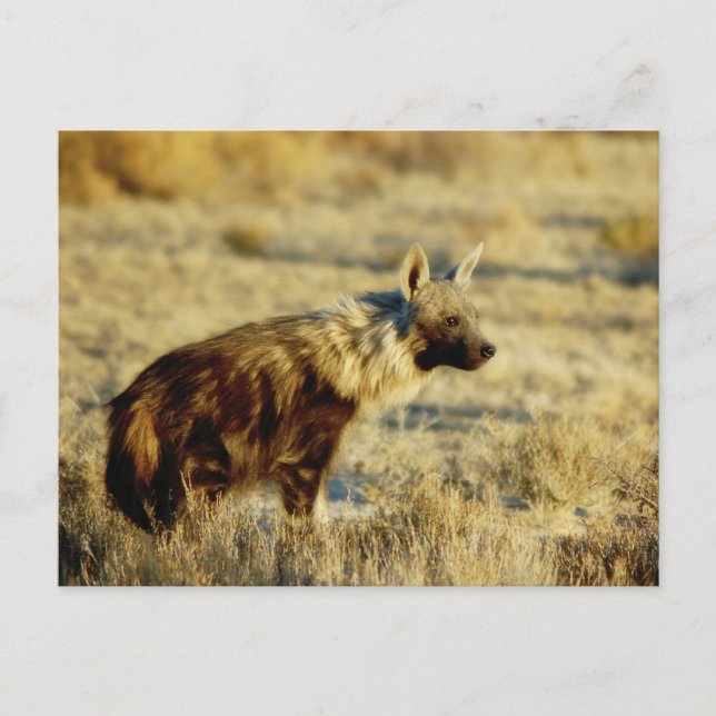 Carte postale Brown de la faune hyène (Devant)