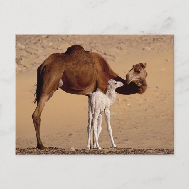 Carte Postale Brown Dromedale Mère Camel et Blanc Calf (Devant)