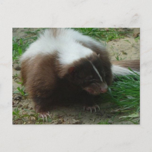 Carte postale Brown et blanc (Devant)