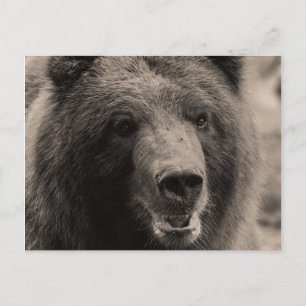 Carte Postale Brown Grizzly Bear Wildlife Photo