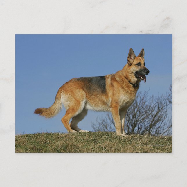 Carte Postale Brown Long Haired Berger allemand 2 (Devant)