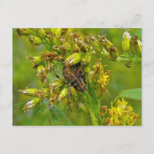 Carte postale Brown Orange Araneus (?) Spider