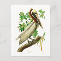Brown Pélican John James Audubon Oiseaux d'Amériqu