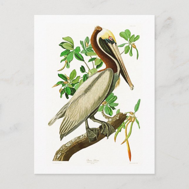 Carte Postale Brown Pélican John James Audubon Oiseaux d'Amériqu (Devant)