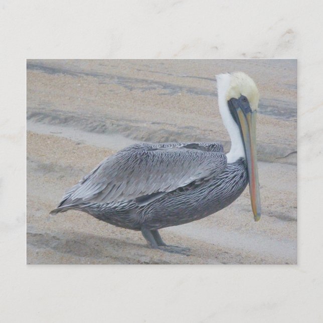 Carte postale Brown Pélican OBX (Devant)