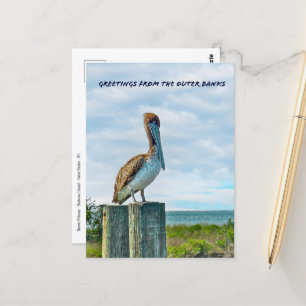 Carte Postale Brown Pelican Outer Banks NC Postcard